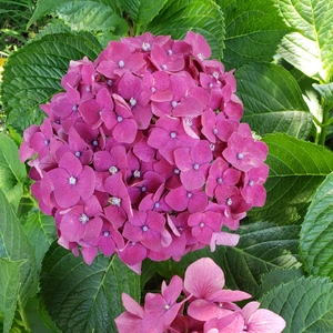 【ちなつ紫陽花編】😄🌼✨