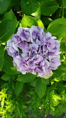 【ちなつ紫陽花編】😄🌼✨