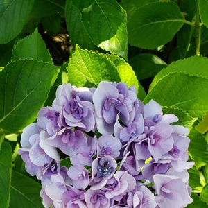 【ちなつ紫陽花編】😄🌼✨