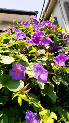 【ちなつ朝顔編】😄🌼✨