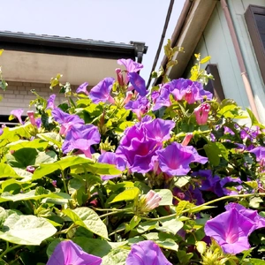 【ちなつ朝顔編】😄🌼✨