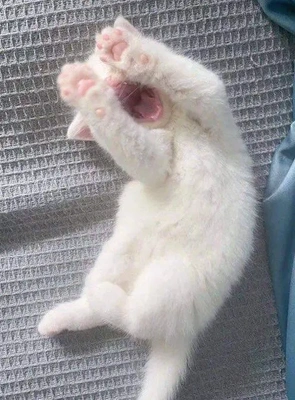 おっはニャンฅ•ﻌ•ฅ☀️✨