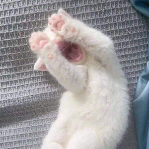 おっはニャンฅ•ﻌ•ฅ☀️✨