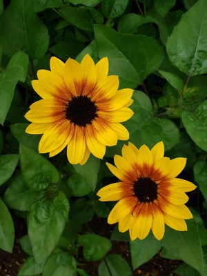 【ちなつひまわり編】😄🌻✨