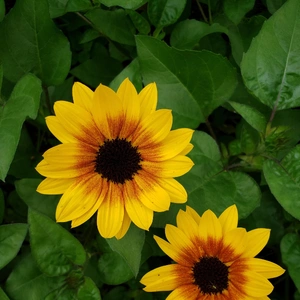 【ちなつひまわり編】😄🌻✨