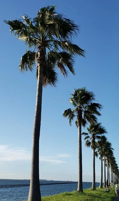 【ちなつ風景編】😄🌴✨