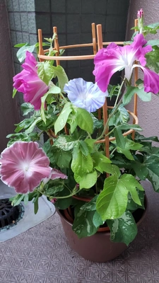 【ちなつ朝顔編】😄💠✨