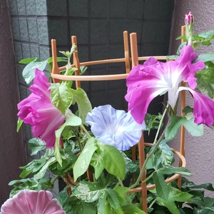 【ちなつ朝顔編】😄💠✨