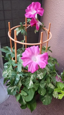 【ちなつ朝顔編】😄💠✨
