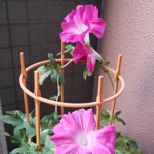 【ちなつ朝顔編】😄💠✨