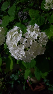 【ちなつ紫陽花編】😄🌼✨