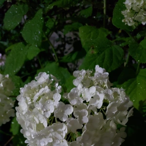 【ちなつ紫陽花編】😄🌼✨