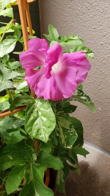 【ちなつ朝顔編】😄💠✨