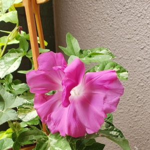 【ちなつ朝顔編】😄💠✨