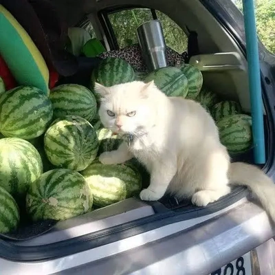 こにゃにゃちわ➰ฅ•ﻌ•ฅ☀️✨