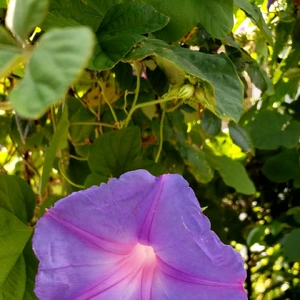 【ちなつ夏朝顔編】😄💠✨