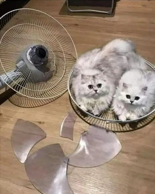 おっはニャンฅ•ﻌ•ฅ☁️