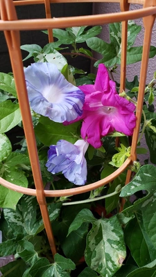 【ちなつ朝顔編】😄💠✨