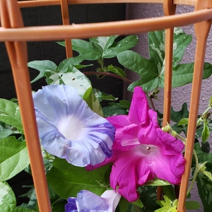 【ちなつ朝顔編】😄💠✨