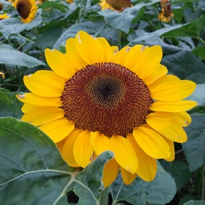 【ちなつひまわり編】😄🌻✨