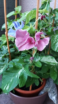 【ちなつ朝顔編】😄🌼✨