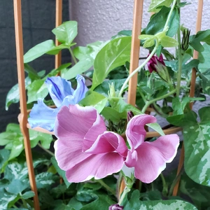 【ちなつ朝顔編】😄🌼✨