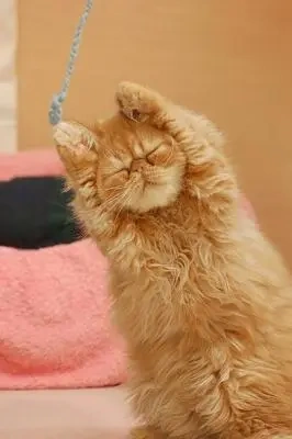 おっはニャンฅ•ﻌ•ฅ☀️✨