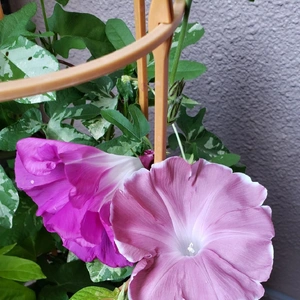 【ちなつ朝顔編】😄💠✨