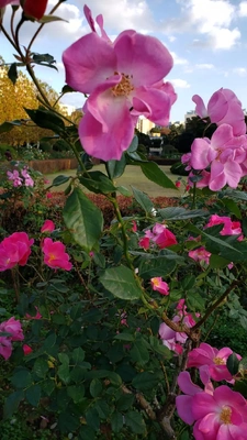 【ちなつ】携帯写真館