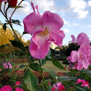 【ちなつ】携帯写真館