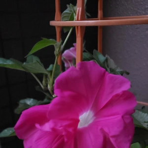 【ちなつ朝顔編】😄💠✨
