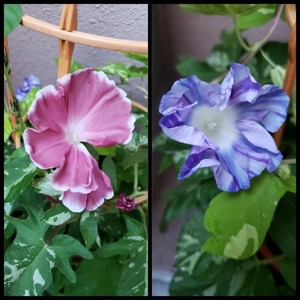 【ちなつ朝顔編】😄💠✨