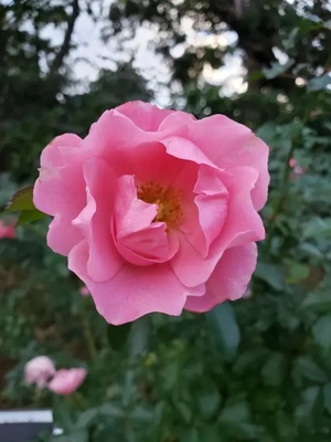 【ちなつ】携帯写真館