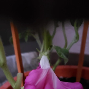 【ちなつ朝顔編】😄💠✨