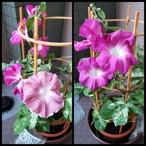 【ちなつ朝顔編】😄💠✨