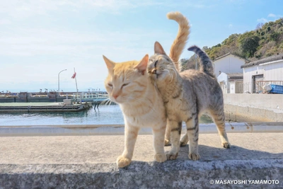おっはニャンฅ•ﻌ•ฅ☀️✨