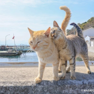 おっはニャンฅ•ﻌ•ฅ☀️✨