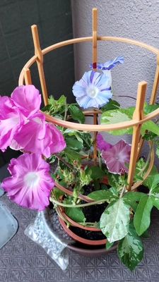 【ちなつ朝顔編】😄💠✨