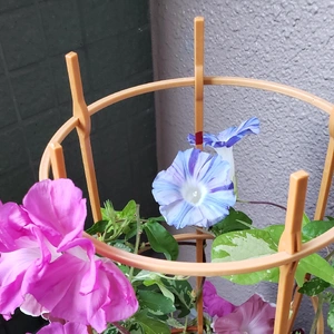 【ちなつ朝顔編】😄💠✨