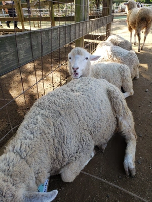 【ちなつ動物編】😄🐏✨