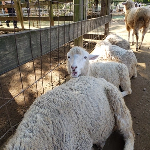 【ちなつ動物編】😄🐏✨