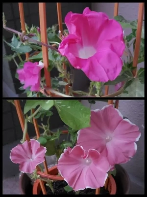 【ちなつ朝顔編】😄💠✨