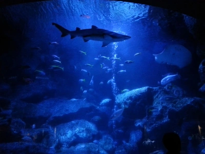 【ちなつ水族館偏】😄🦈✨