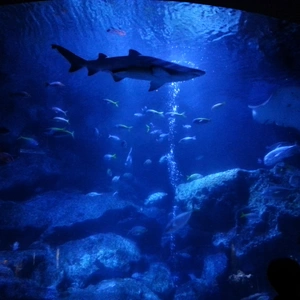 【ちなつ水族館偏】😄🦈✨