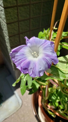 【ちなつ朝顔編】😄💠✨
