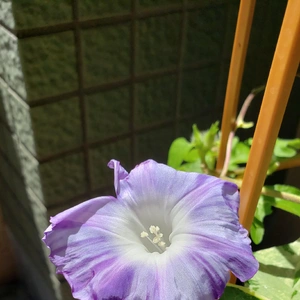【ちなつ朝顔編】😄💠✨