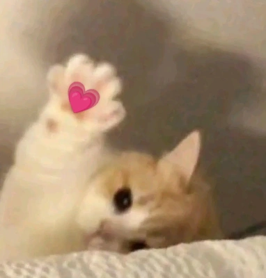 おっはニャンฅ•ﻌ•ฅ☀️✨