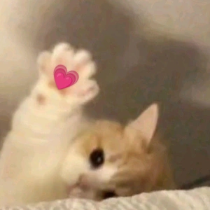 おっはニャンฅ•ﻌ•ฅ☀️✨