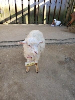 【ちなつ動物編】😄🐏✨