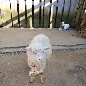 【ちなつ動物編】😄🐏✨